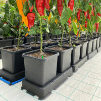 AutoPot easy2grow 48 mit 8,5 Liter Pflanztopf (ohne FlexiTank)