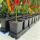 AutoPot easy2grow 100 mit 15 Liter Pflanztopf