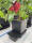 AutoPot 3Pot System mit 15 Liter Pflanztopf